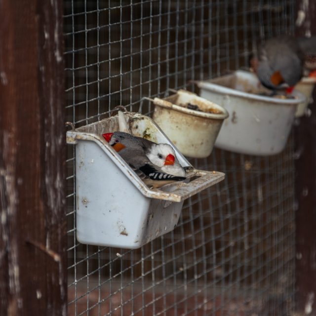 Mesh wire for bird housing